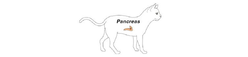 Pancreas Care 胰臟護理